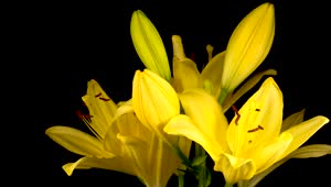 Free Stock Video Yellow Flowers Moving Their Petals On A Dark Background Live Wallpaper