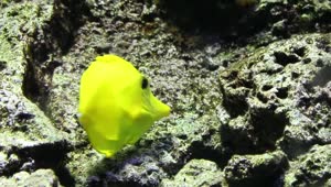 Free Stock Video Yellow Fish Eating On A Reef Live Wallpaper