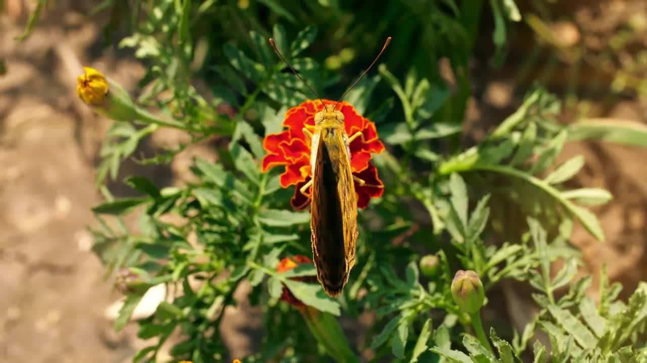 Download Free Stock Video Yellow Butterfly On A Flower Live Wallpaper