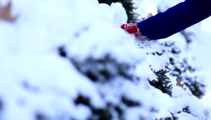 Free Stock Video Woman Wearing Mittens Playing With Snow Live Wallpaper