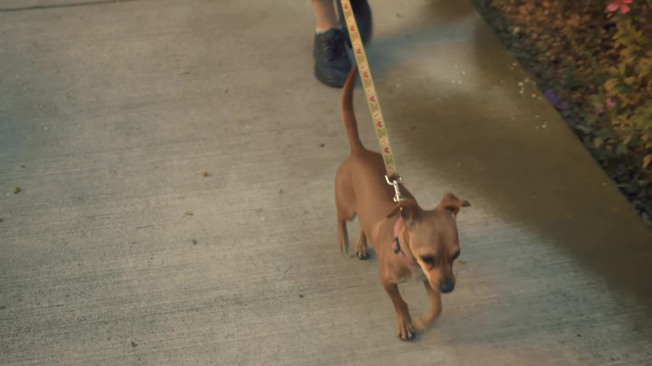 Download Free Stock Video Woman Wearing Mask With Her Dog In The Street Live Wallpaper