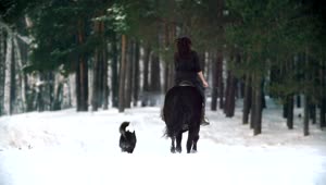 Free Stock Video Woman On A Horse Galloping Through A Snowy Forest Live Wallpaper