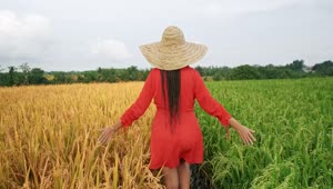 Free Stock Video Woman In Dress Walking Between Agriculture Fields Live Wallpaper