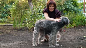 Free Stock Video Woman Caresses Her Dog In The Garden Live Wallpaper