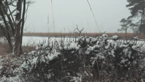Free Stock Video Winter Grass Covered In Snow Live Wallpaper