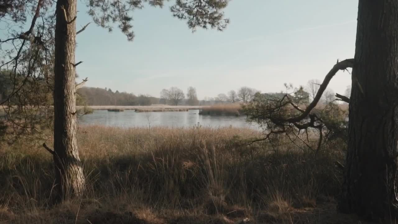 Download Free Stock Video Winter Forest With A Lake Live Wallpaper