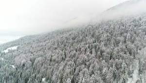 Free Stock Video Winter Forest On The Slope Of A Mountain Live Wallpaper