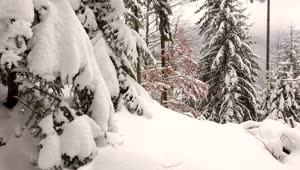 Free Stock Video Winter Forest Covered In Snow Live Wallpaper