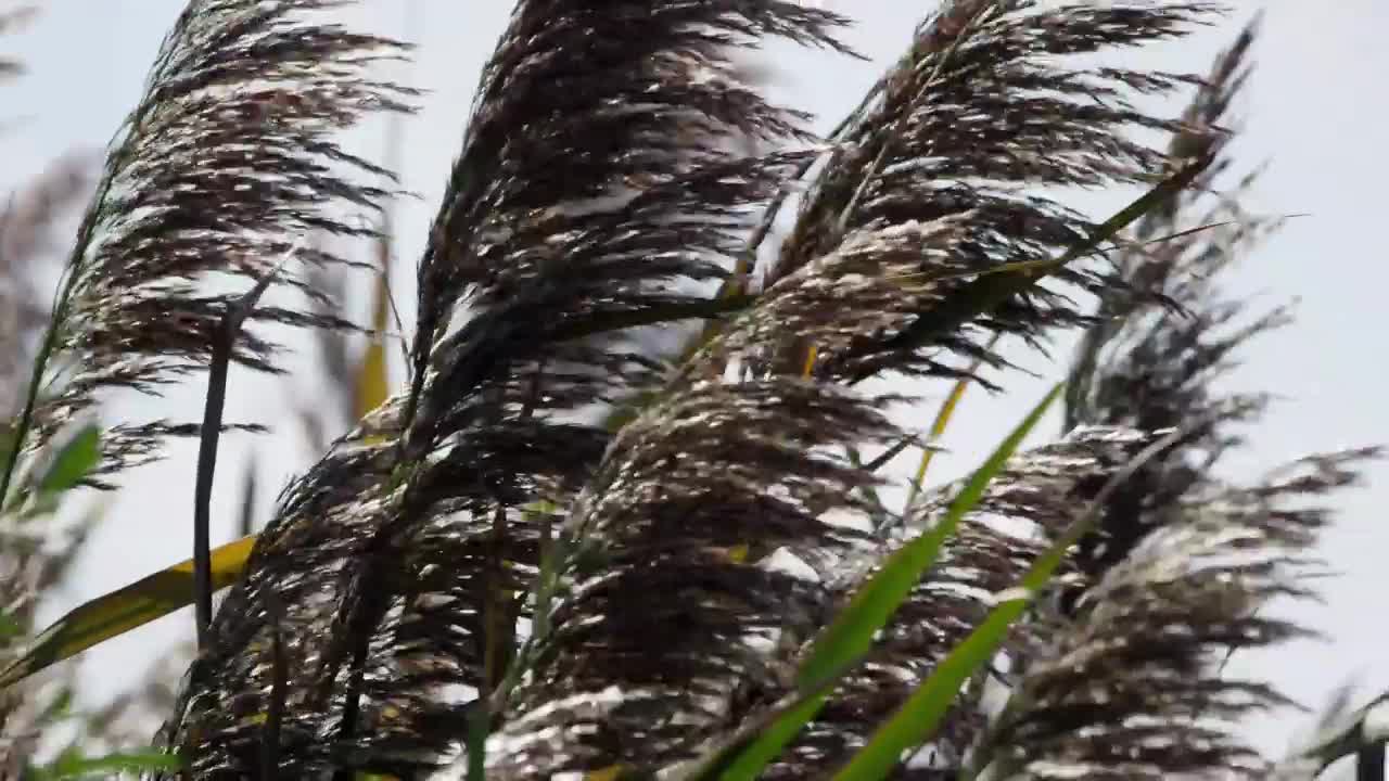 Download Free Stock Video Wind Moving Trees Live Wallpaper