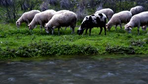 Free Stock Video Wild Sheep Grazing By A Stream Live Wallpaper