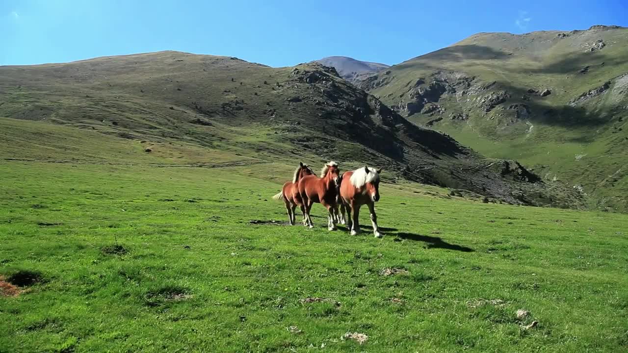 Download Free Stock Video Wild Horses Walking In The Mountains Live Wallpaper