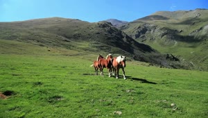 Free Stock Video Wild Horses Walking In The Mountains Live Wallpaper