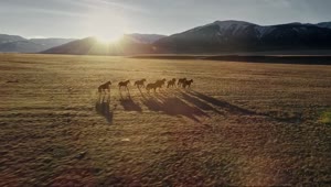 Free Stock Video Wild Horses Running In A Meadow Near The Mountains Live Wallpaper