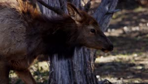 Free Stock Video Wild Deer In Their Habitat Live Wallpaper