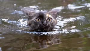Free Stock Video Wild Cat Swimming In A River Live Wallpaper