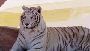 Free Stock Video White Tiger Chilling In The Shadow Live Wallpaper