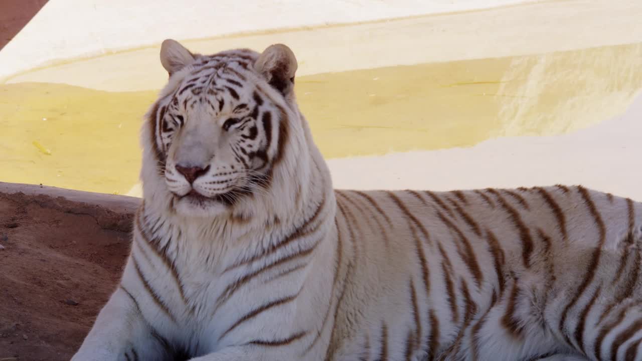 Download Free Stock Video White Tiger Chilling In The Shadow Live Wallpaper