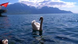 Free Stock Video White Swan Swimming In The Lake Live Wallpaper