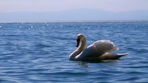 Free Stock Video White Swan Chilling On The Lake Live Wallpaper