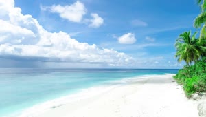Free Stock Video White Sand Beach And Palm Trees Live Wallpaper