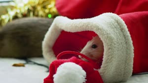 Free Stock Video White Rat Inside A Christmas Stocking Live Wallpaper