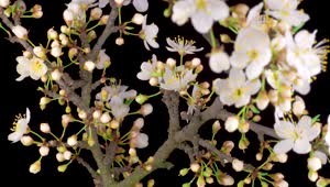 Free Stock Video White Flowers Blooming On A Cherry Tree Live Wallpaper