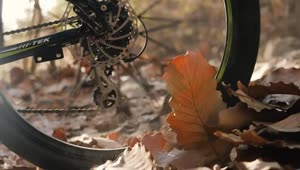 Free Stock Video Wheel Of A Bicycle Riding Fast On Dry Leaves Live Wallpaper