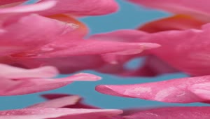 Free Stock Video Wet Tulip Petals Texture Live Wallpaper