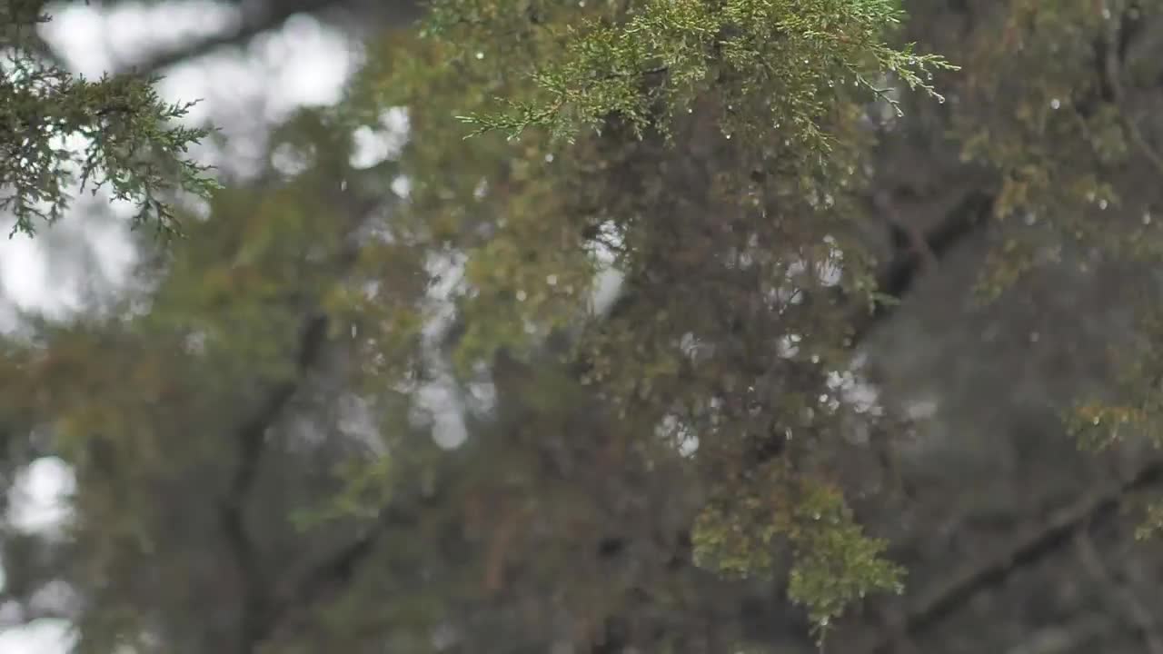 Download   Stock Footage Winter Wind Storm In Forest Live Wallpaper