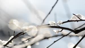   Stock Footage Winter Snow On A Tree Branch Live Wallpaper
