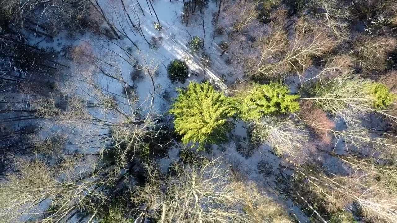 Download   Stock Footage Winter Snow Across The Forest Floor Live Wallpaper