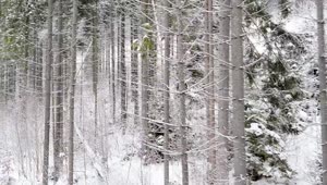   Stock Footage Winter Forest With Trees With Empty Branches Live Wallpaper