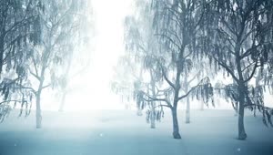   Stock Footage Winter Forest While Snowing D Animation Live Wallpaper