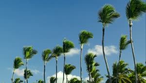   Stock Footage Windswept Trees Against A Blue Sky Live Wallpaper