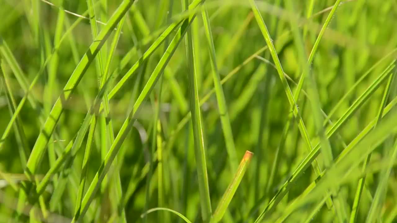 Download   Stock Footage Wind Moving Green Grass Live Wallpaper