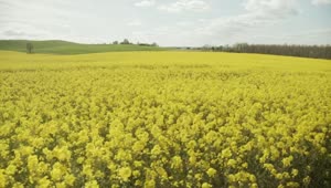  Stock Footage Wind Blowing Through A Crop Field Live Wallpaper