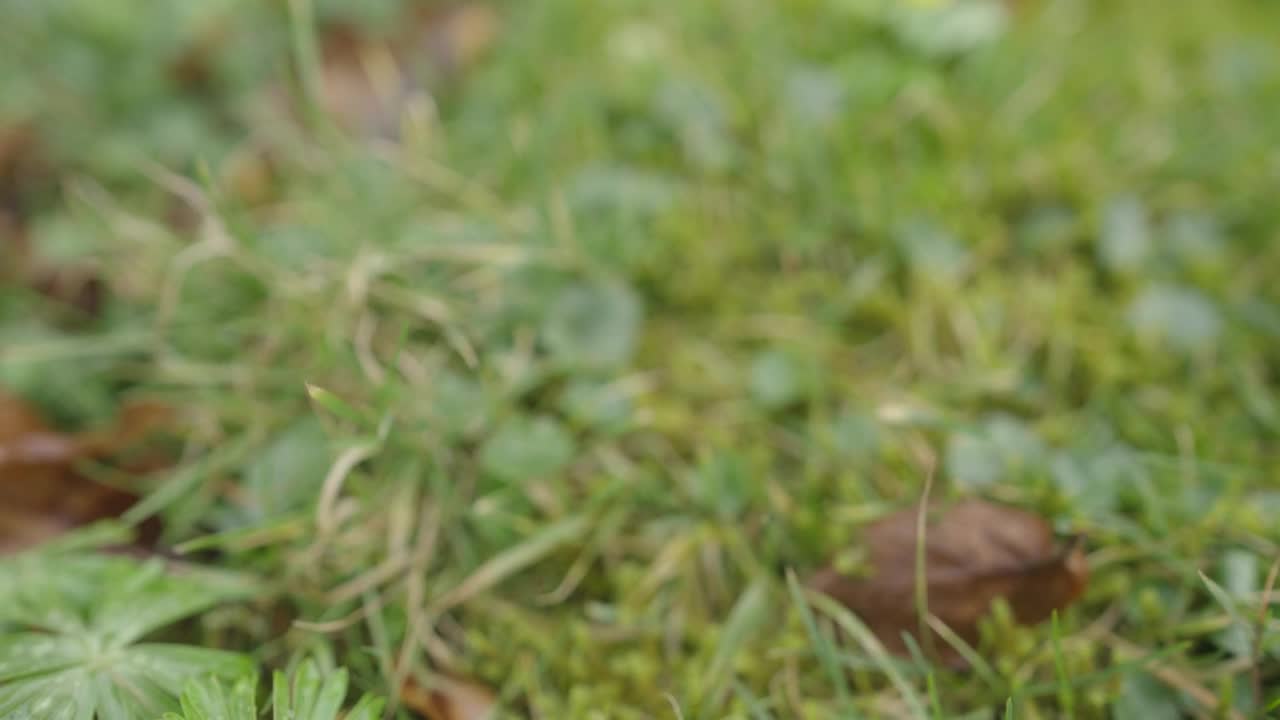 Download   Stock Footage Wildflowers In The Forest Live Wallpaper