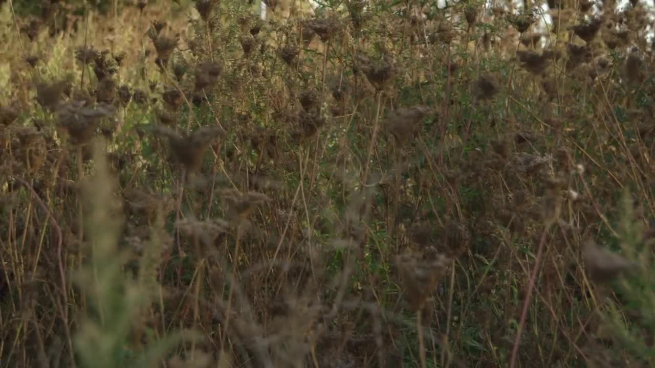 Download   Stock Footage Wildflowers In The Autumn Live Wallpaper