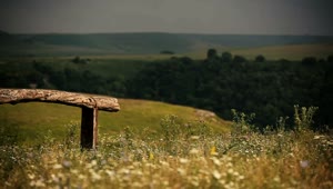   Stock Footage Wildflowers Around A Wooden Bench Live Wallpaper