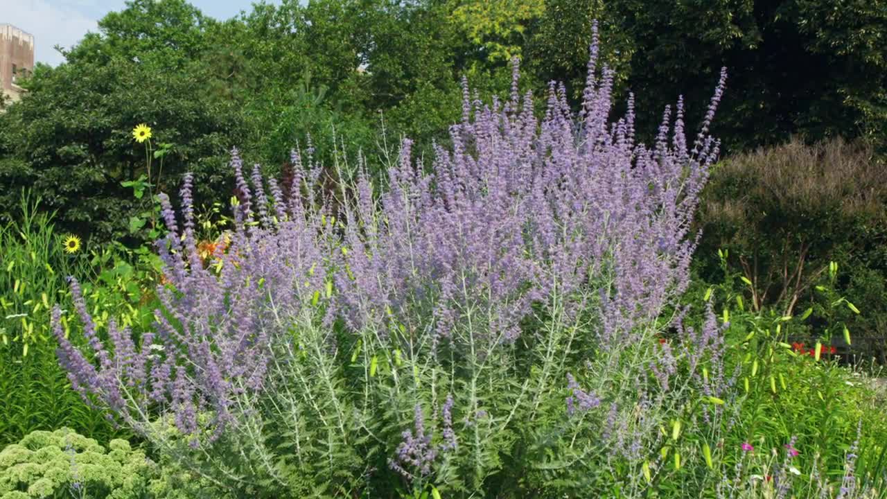 Download   Stock Footage Wildflowers Covered In Working Bees Live Wallpaper