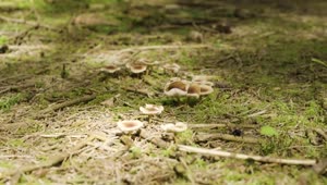   Stock Footage Wild Mushrooms On A Forest Floor Live Wallpaper