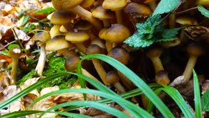   Stock Footage Wild Mushrooms Growing In The Forest Live Wallpaper