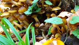   Stock Footage Wild Mushrooms And Wild Plants Live Wallpaper