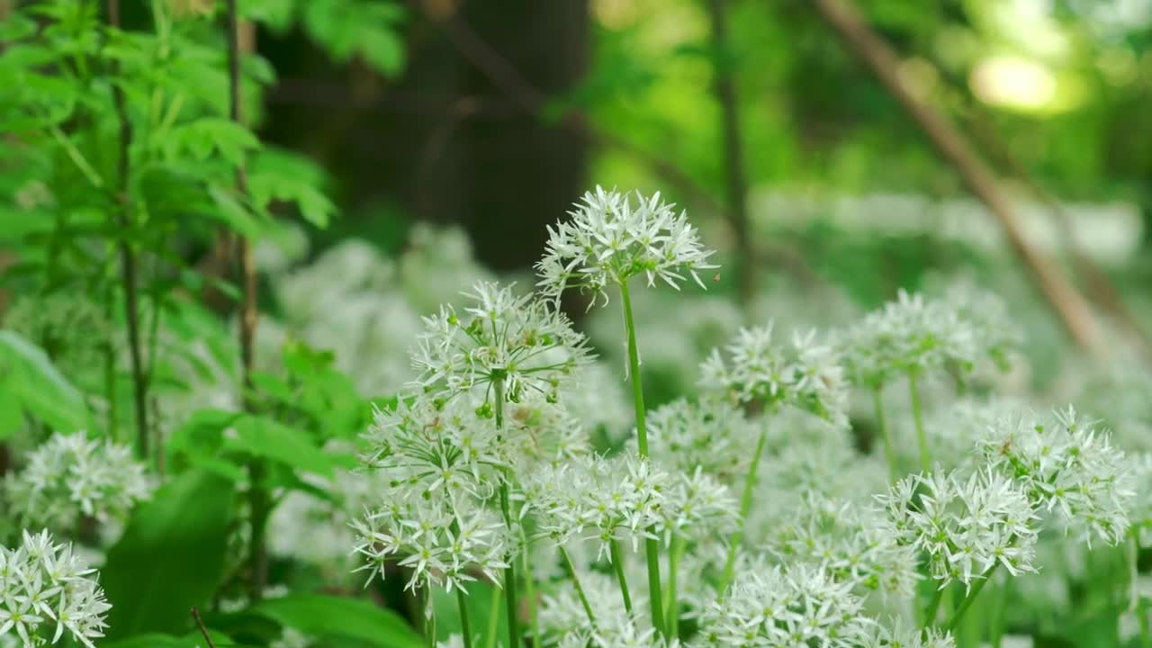 Download   Stock Footage Wild Flowers In A Forest Live Wallpaper