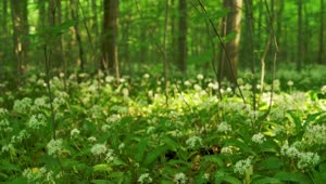   Stock Footage Wild Flowers Across The Forest Floor Live Wallpaper