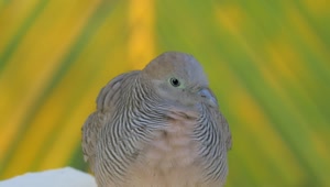   Stock Footage Wild Dove On Mauritius Island Live Wallpaper