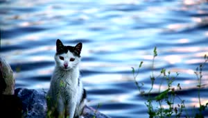   Stock Footage Wild Cat Standing By A River Live Wallpaper