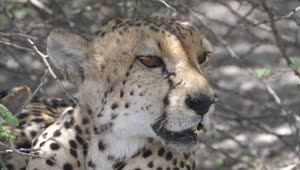   Stock Footage Wild Cheetah Resting In The Shade Live Wallpaper