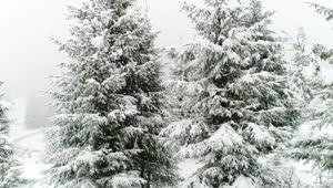   Stock Footage White Winter Forest Full Of Snow And Mug Live Wallpaper