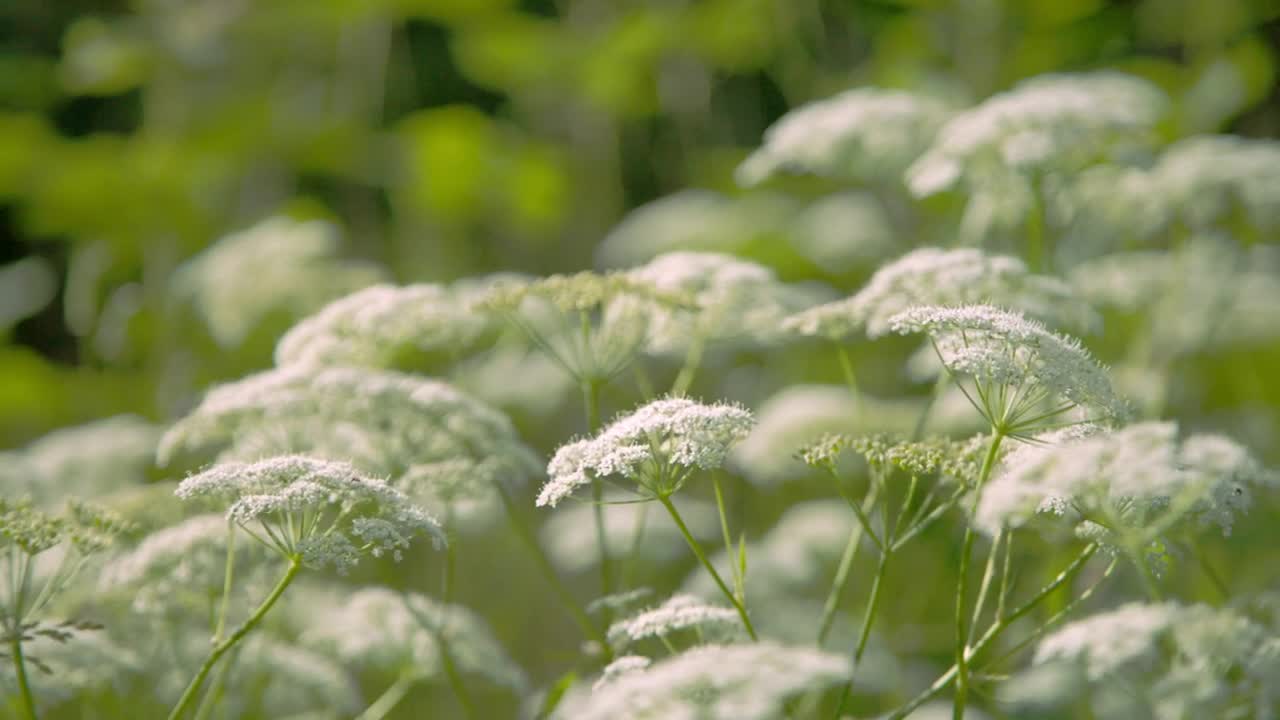 Download   Stock Footage White Wildflowers In Summer Live Wallpaper
